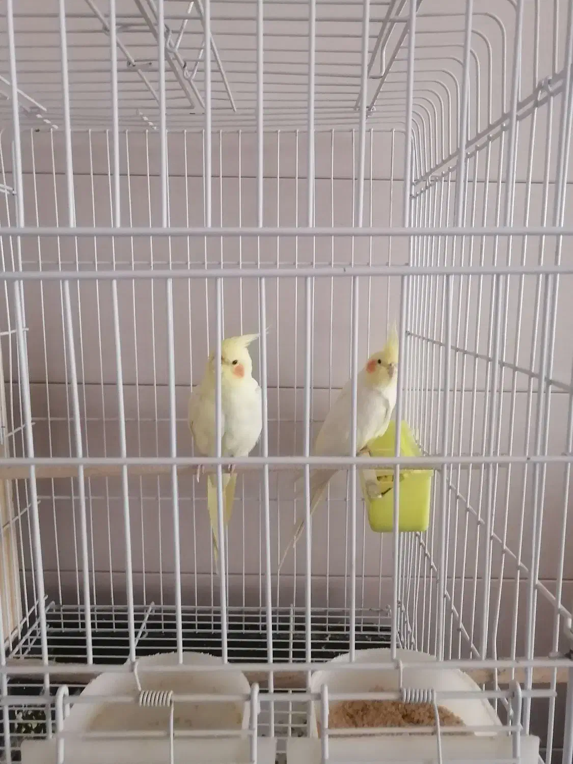 عروس هلندی مولد|پرنده|زیباشهر, |دیوار