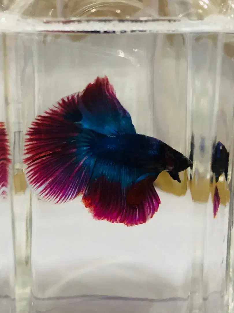 فایتر Betta|ماهی|شیراز, فرگاز|دیوار