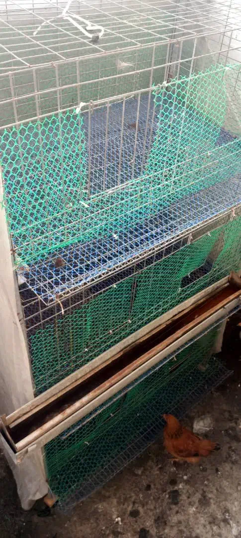 قفس مرغ و بلدرچین|لوازم جانبی حیوانات|رشت, جانبازان|دیوار