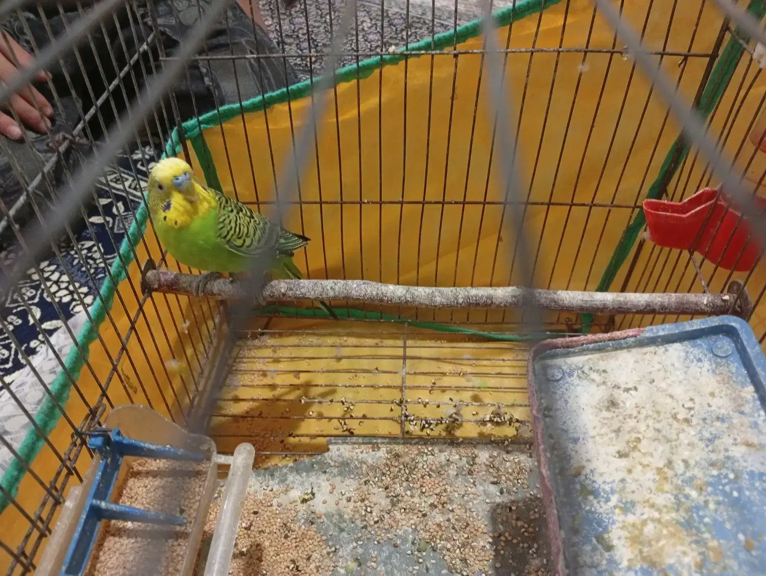 مرغ عشق|پرنده|اردبیل, |دیوار