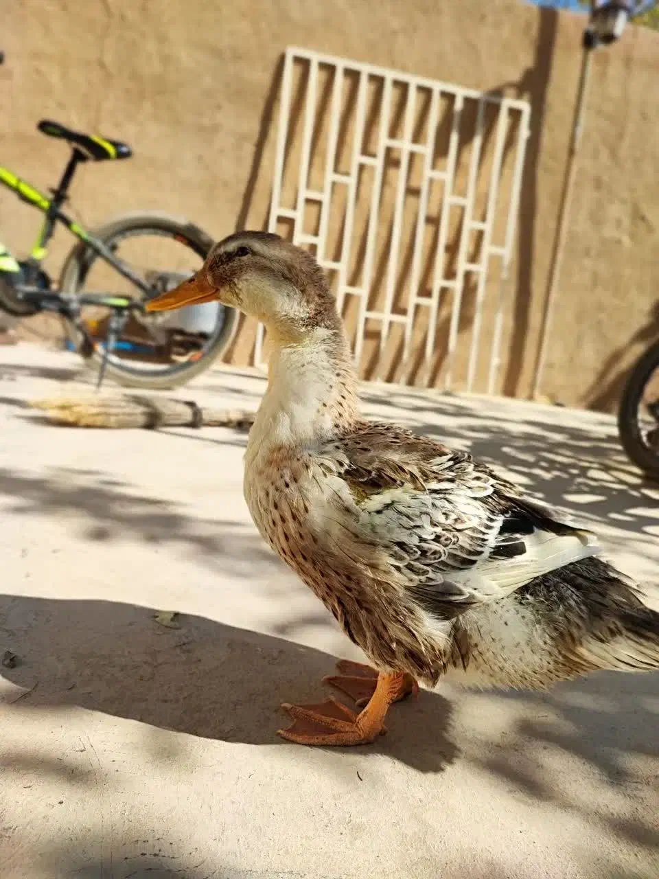 اردک ماده 5 ماه تخفیف دار|حیوانات مزرعه|خمینیشهر, |دیوار