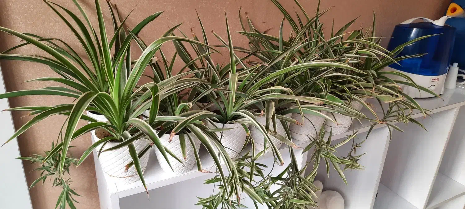 گندمی|گل مصنوعی|کرج, گوهردشت|دیوار