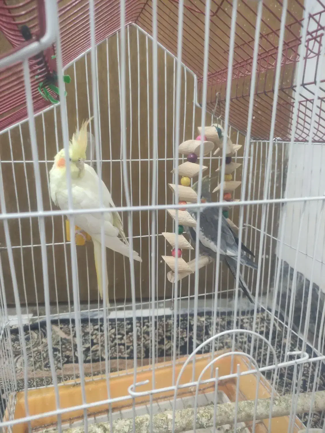 عروس هلندی|پرنده|کنگاور, |دیوار