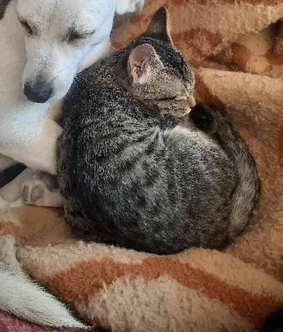 گربه گمشده در سرچشمه پور|گربه|رفسنجان, |دیوار