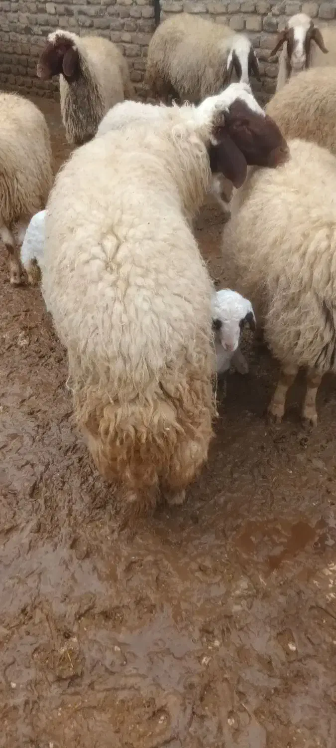 قوچ  سنجابی|حیوانات مزرعه|سرپل ذهاب, |دیوار