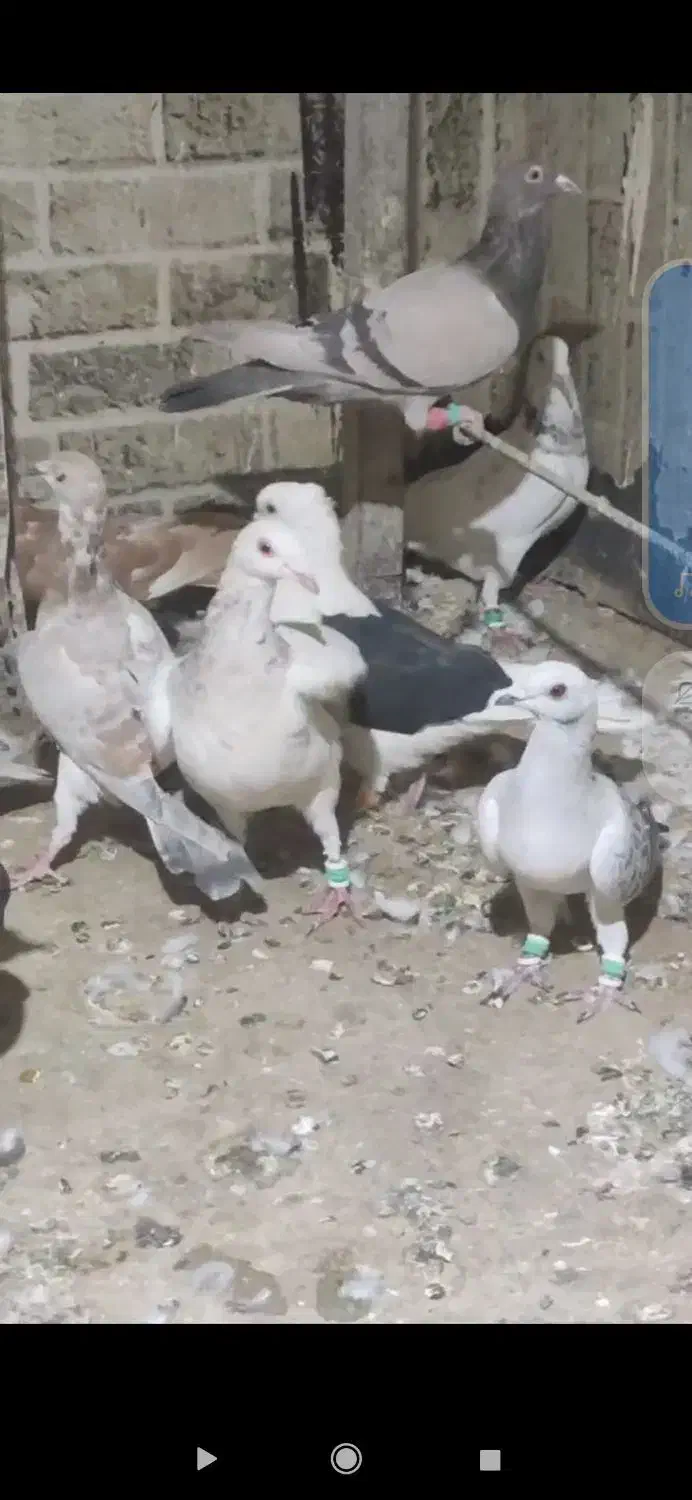 کبوتر پرشی|پرنده|تاکستان, |دیوار