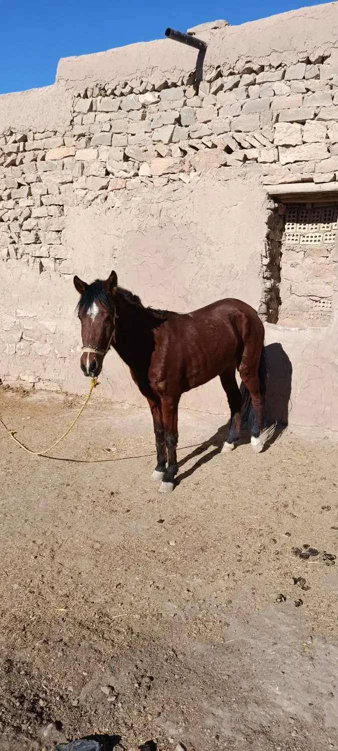 اسب|اسب و تجهیزات اسب‌سواری|کلات (خراسان), |دیوار