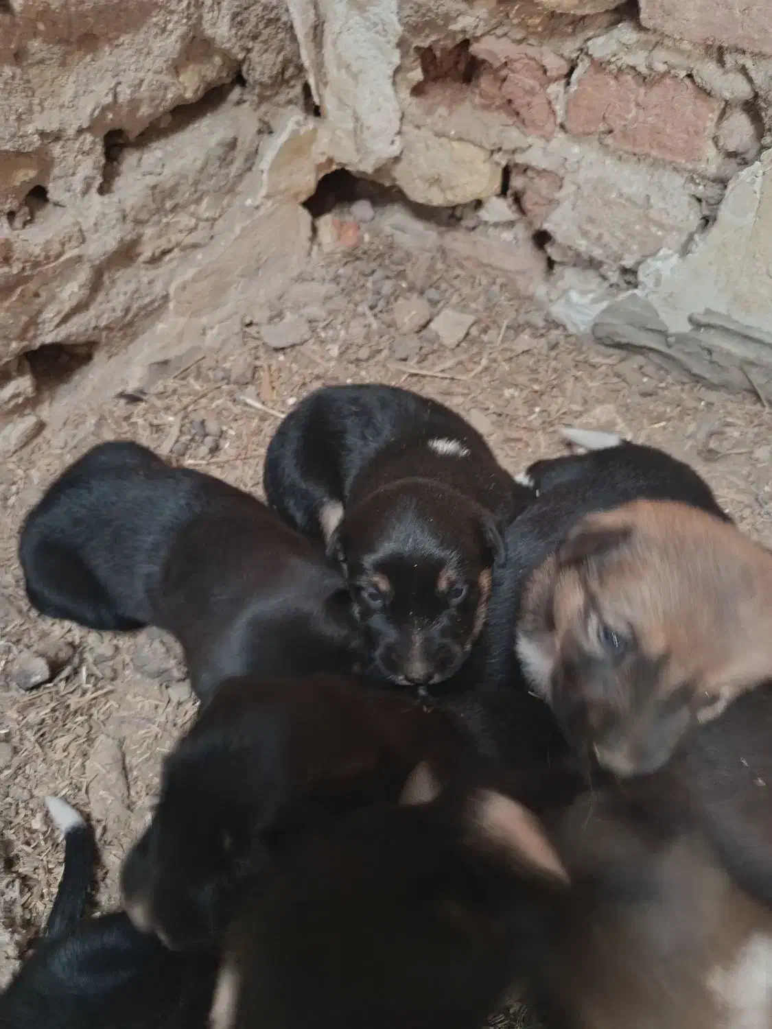 سگ ژرمن|سگ|اهواز, دانشگاه چمران|دیوار