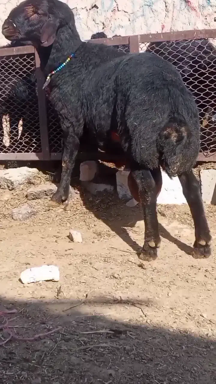 بره قوچ.|حیوانات مزرعه|باروق, |دیوار