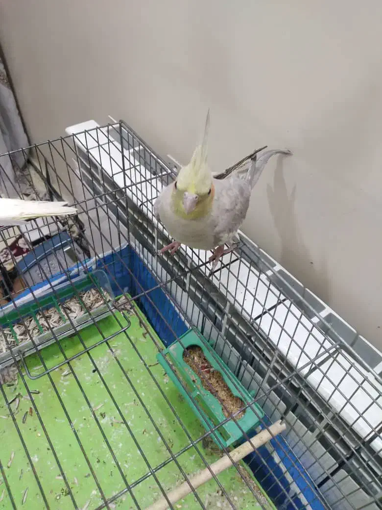 ۲ عدد عروس هلندی|پرنده|خمینی‌شهر, |دیوار