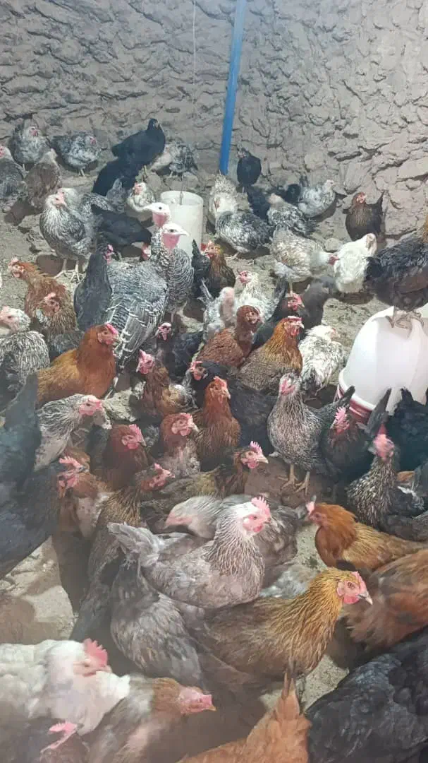 مرغ حلی|حیوانات مزرعه|دهبکری, |دیوار