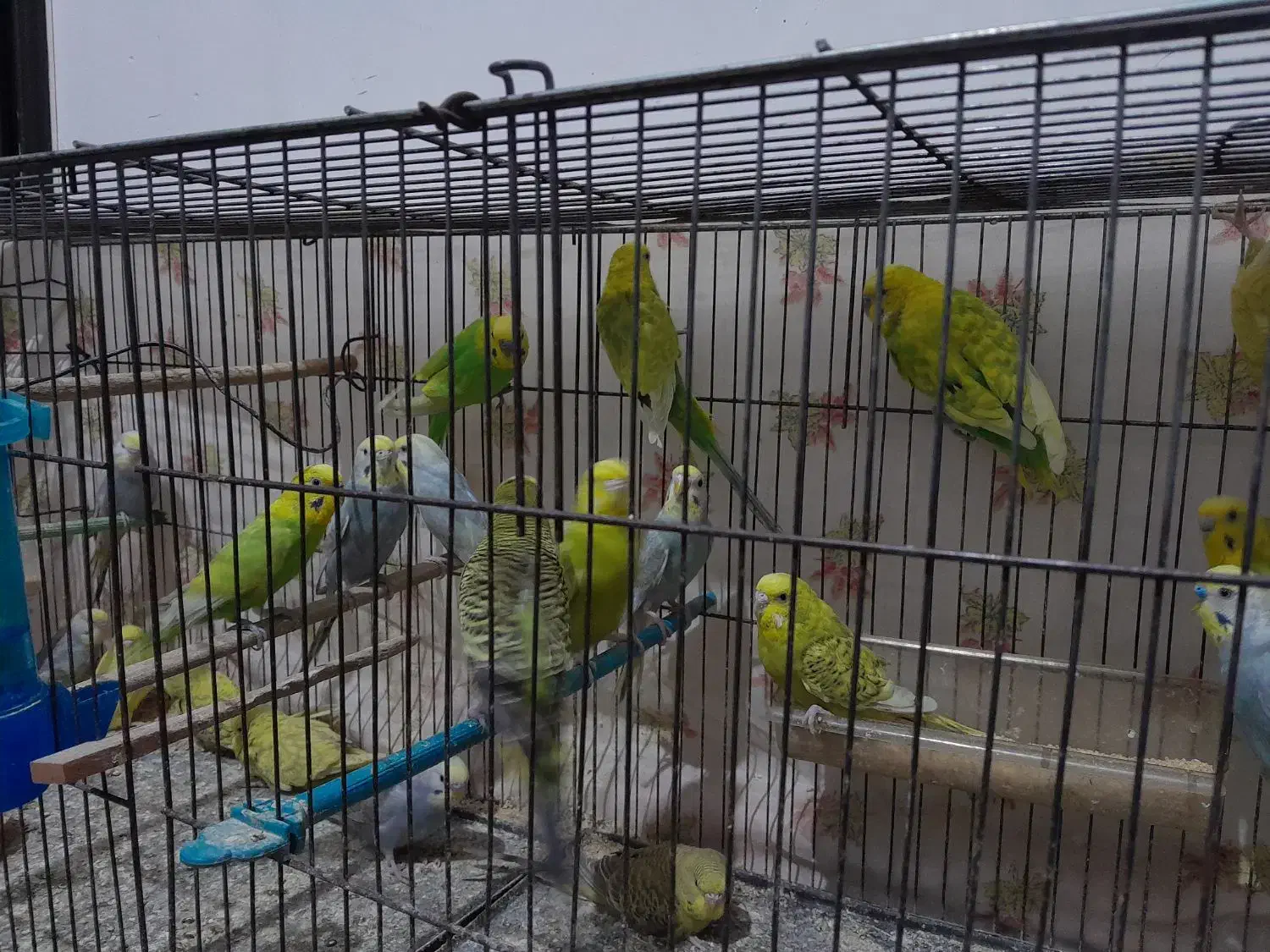 مرغ عشق|پرنده|گرگان, |دیوار