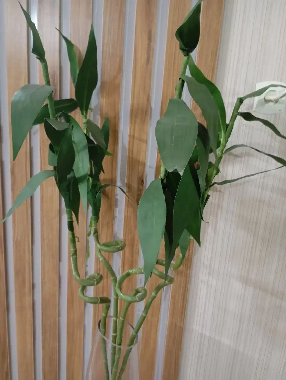 بامبو|گل مصنوعی|خوانسار, |دیوار