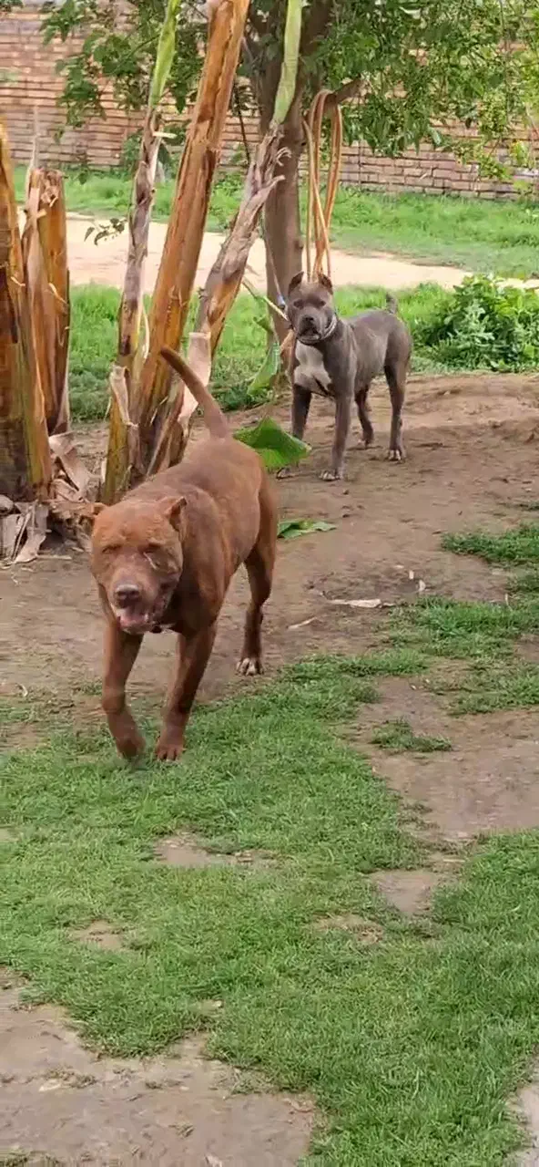 واگذاری یک جفت پیتبول تریر از بهترین نسل|سگ|سیمین شهر, |دیوار