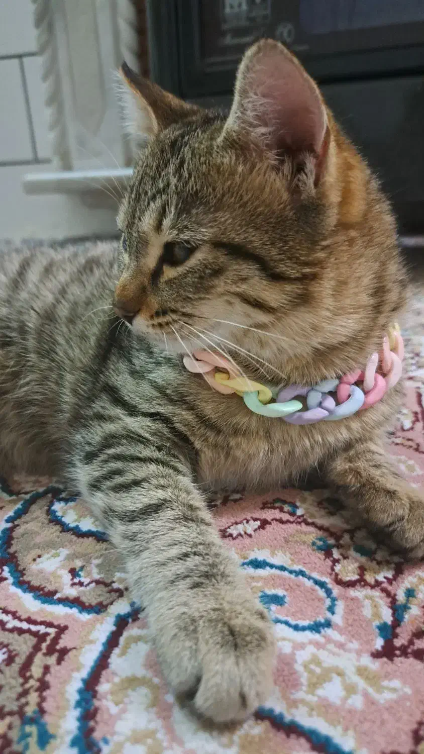 گربه خونگی ملوس|گربه|قم, شهرک مهدیه (مدرس)|دیوار