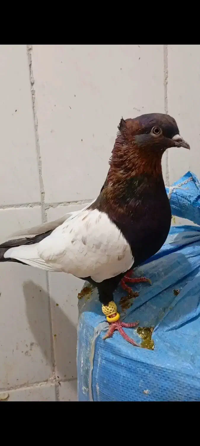 سینه تافته ای وتعداد۶عدد سینه سیاه فوق العاده|پرنده|مرودشت, ابوذر شمالی|دیوار