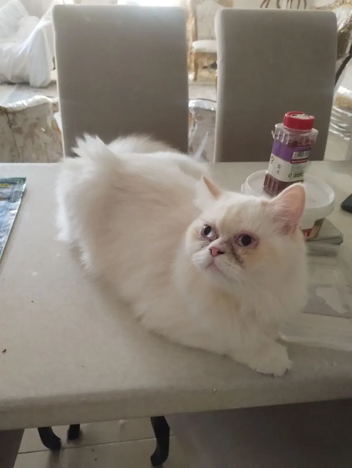 گربه پرشین|گربه|کیش, |دیوار