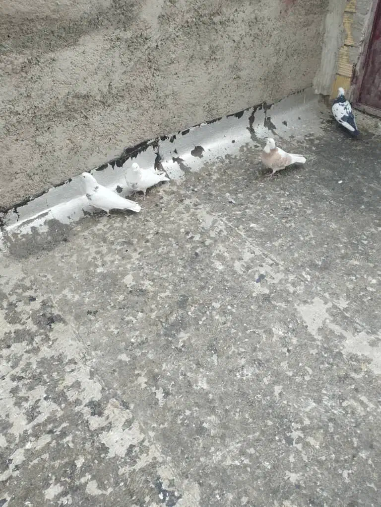 سلام چهارتاکبوترخوب|پرنده|همدان, |دیوار