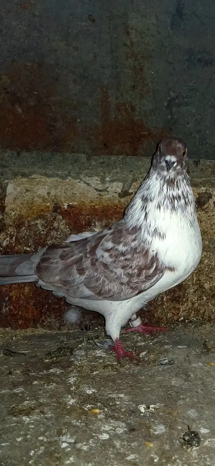 کبوتر سالم 150|پرنده|آستانه اشرفیه, |دیوار