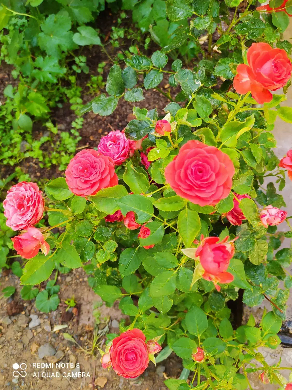 اجاره سوئیت با پارکینگ و حیاط|اجارهٔ کوتاهمدت آپارتمان و سوئیت|خوانسار, |دیوار