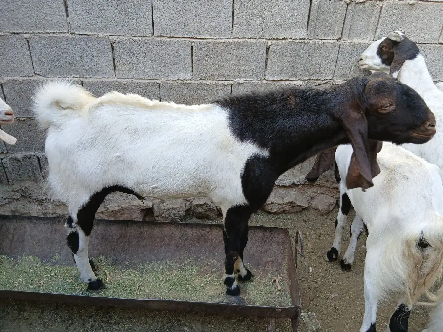 فروشی|حیوانات مزرعه|خفر, |دیوار