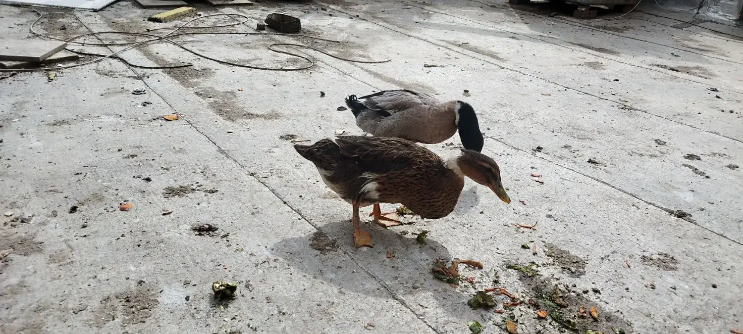 اردک رسمی|حیوانات مزرعه|ماهدشت, |دیوار