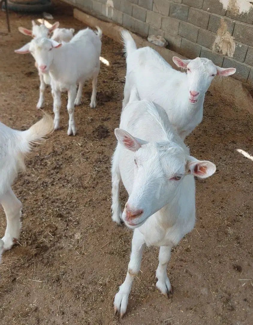 بز سانن اصل|حیوانات مزرعه|تهران, سعیدآباد|دیوار