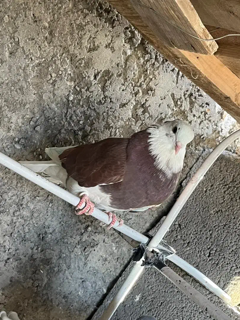 همه سالم و سرحال|پرنده|پیر بکران, |دیوار