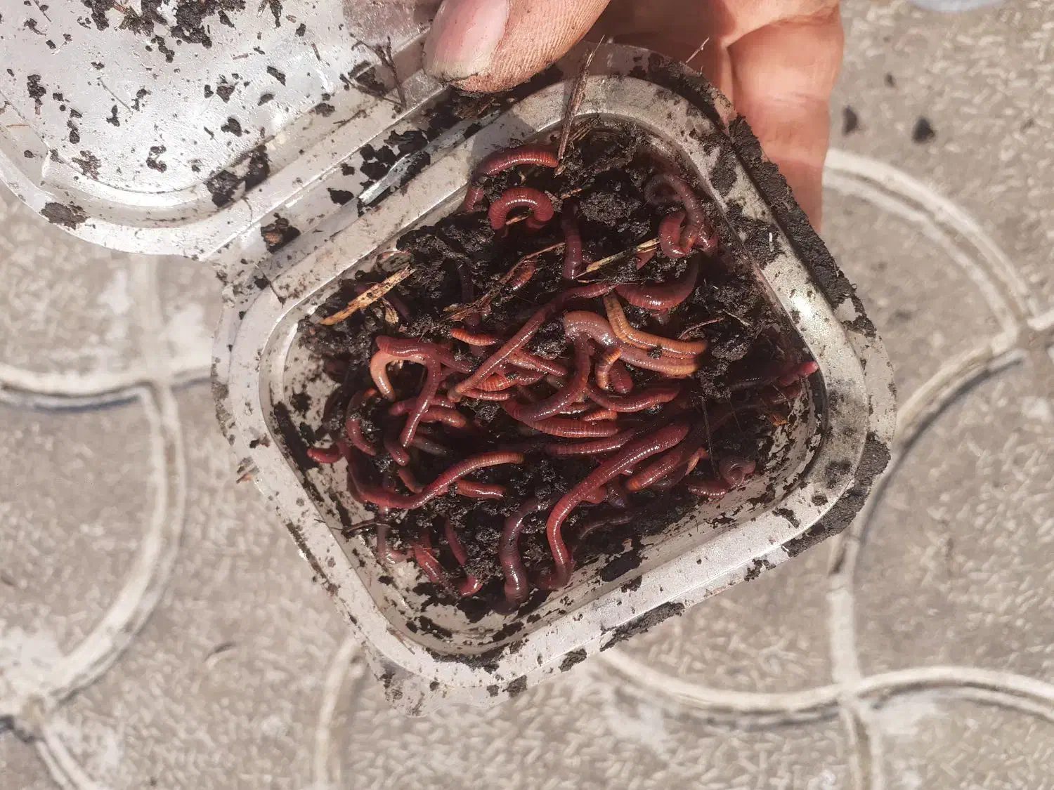 طعمه ماهیگیری.پت درختی.لارو.کرم خاکی|ماهیگیری|رشت, لاکان|دیوار