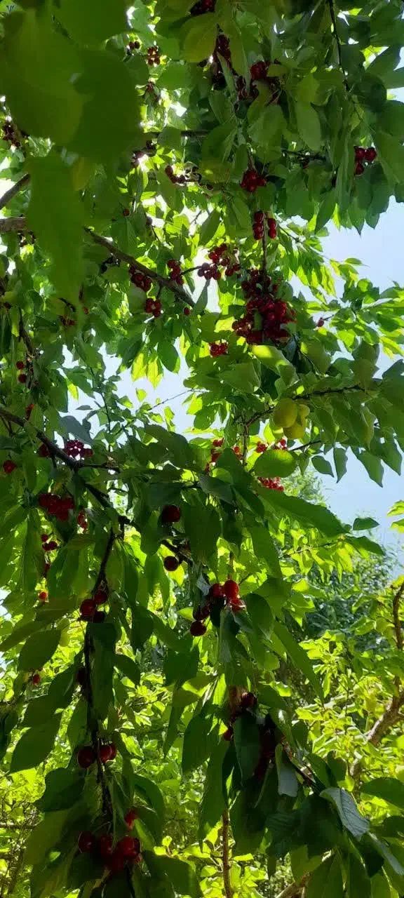 باغ ۶۰۰۰ متری با انواع درختان میوه|فروش دفتر صنعتی، کشاورزی، تجاری|شهرکرد, |دیوار