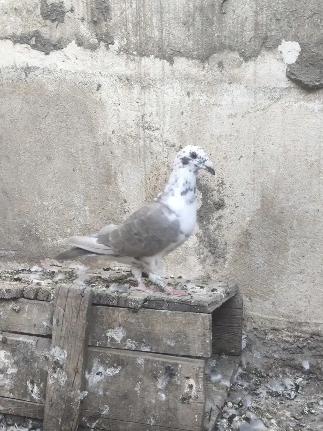 بزک سینه سفید|پرنده|شیراز, آبیاری|دیوار