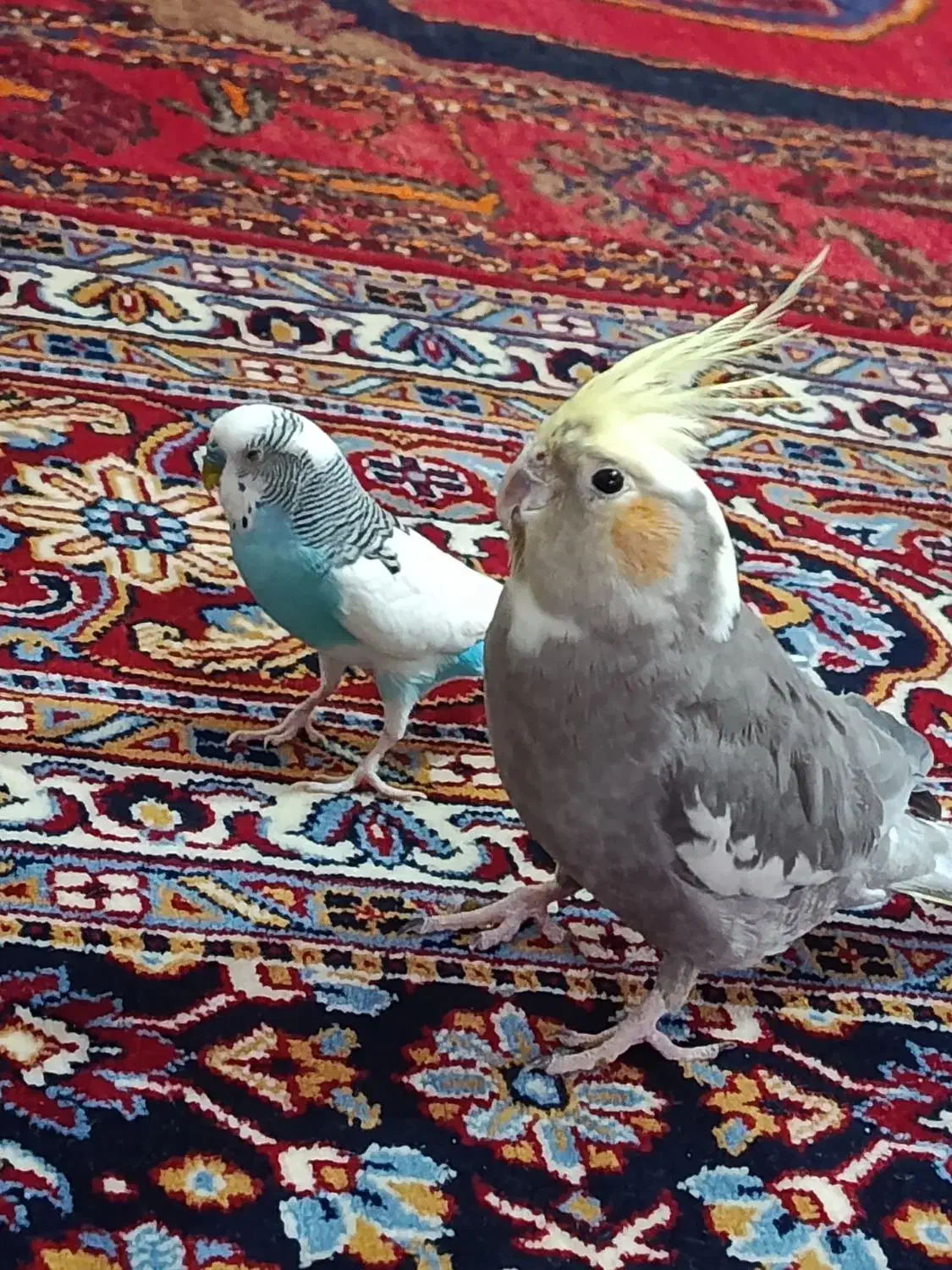 عروس هلندی ومرغ عشق|پرنده|ابهر, |دیوار