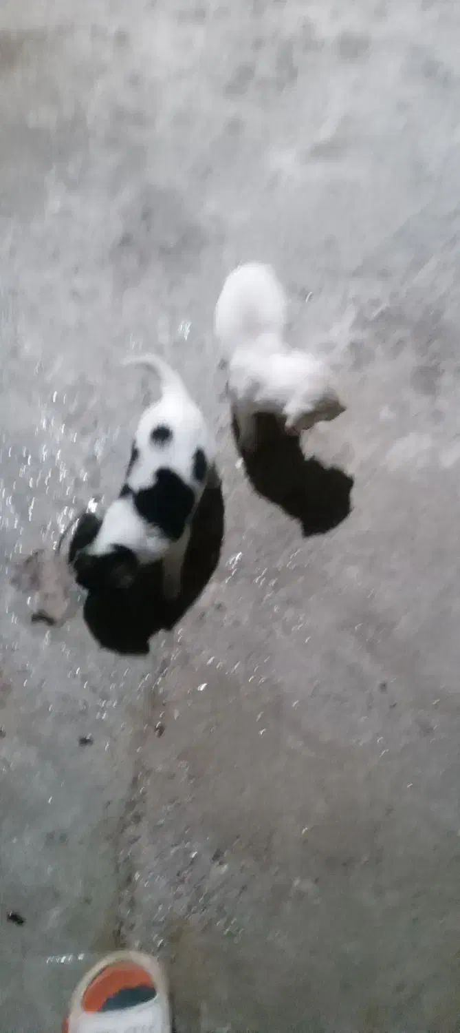 واگذاری چند عددطوله سگ|سگ|صومعه‌سرا, |دیوار