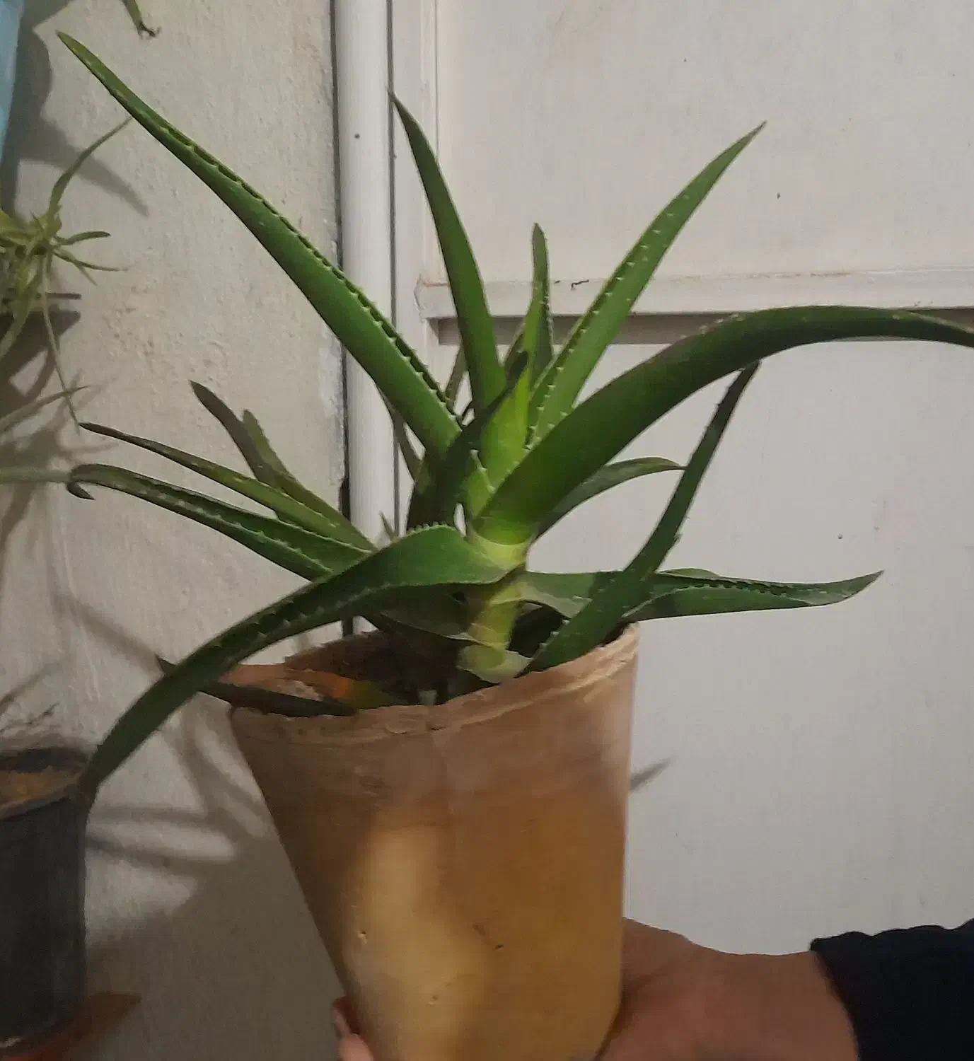 گل طبیعی|گل و گیاه طبیعی|مشهد, نظام دوست|دیوار