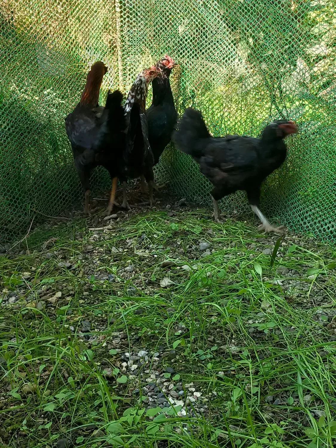 مرغ دورگ لاری دم تخم|حیوانات مزرعه|تنکابن, |دیوار