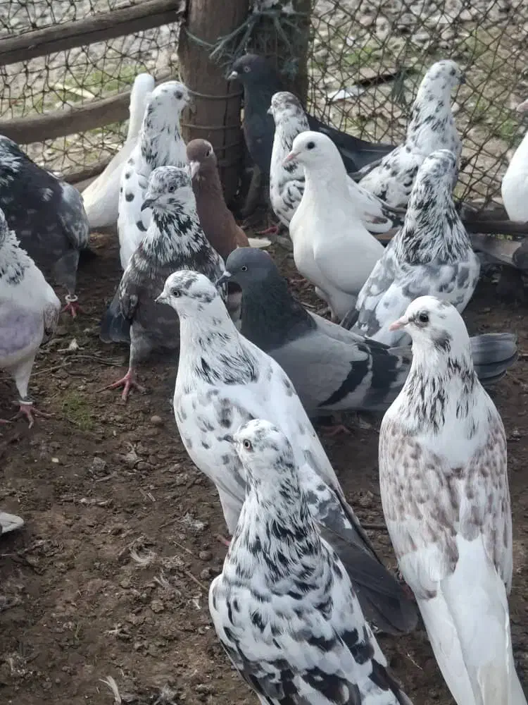 کفتر پرشی|پرنده|آستانه اشرفیه, |دیوار