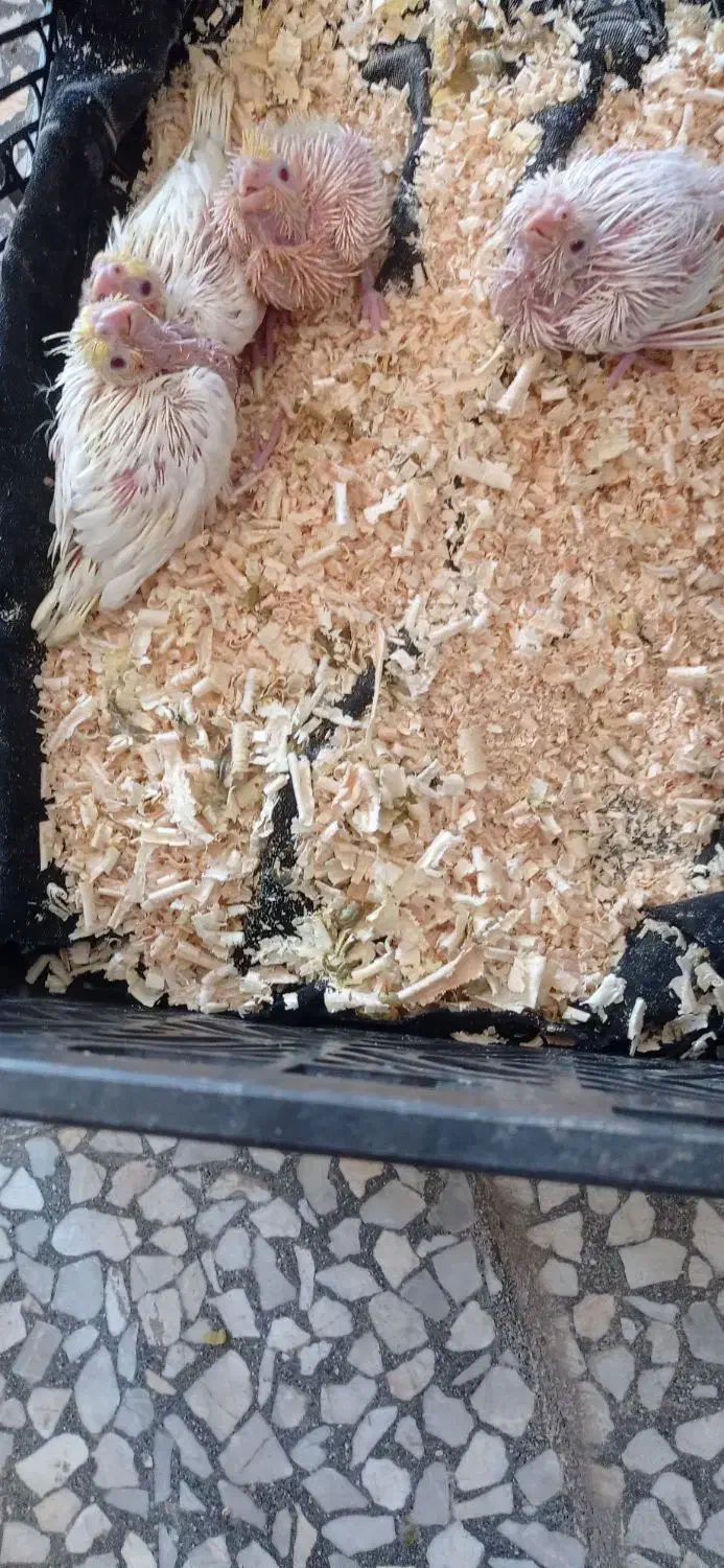 جوجه عروس هلندی|پرنده|اندیمشک, |دیوار