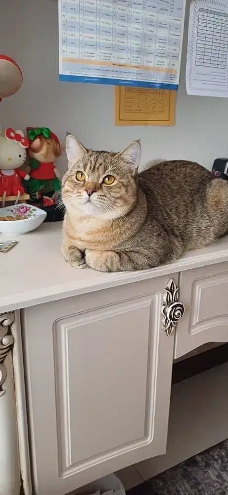 گربه بریتیش|گربه|پاکدشت, شهرک امام رضا|دیوار