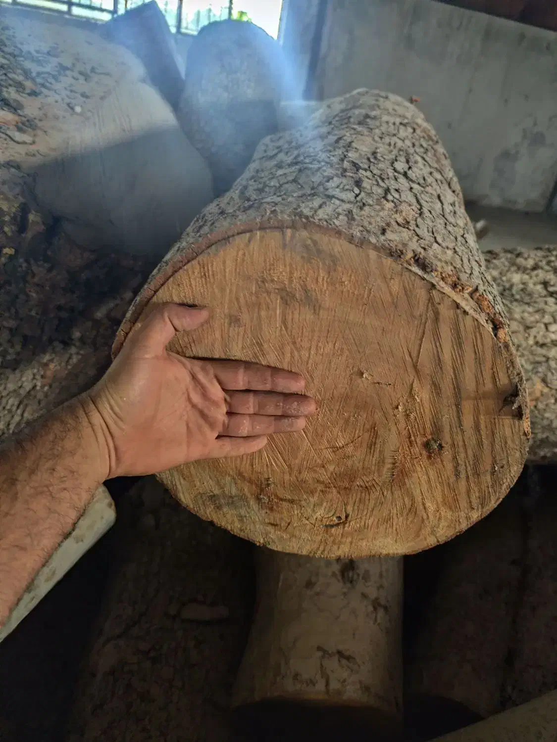 خرید انواع چوب سرپا یا بریده شده|خدمات باغبانی و درختکاری|اقبالیه, |دیوار