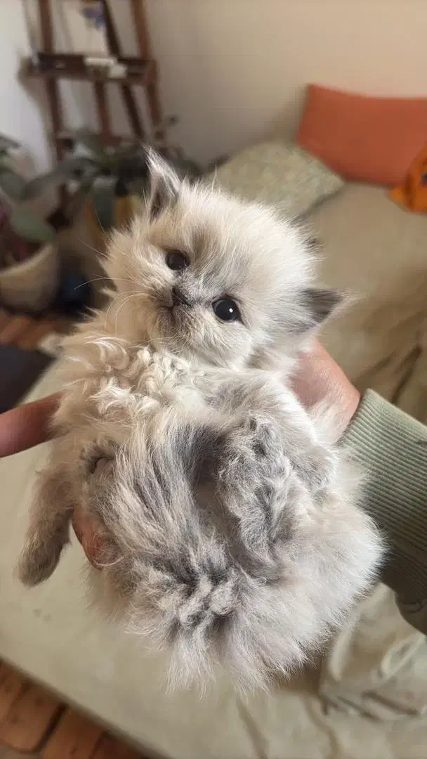 حیوان خانگی بازی گوش|گربه|یزد, |دیوار