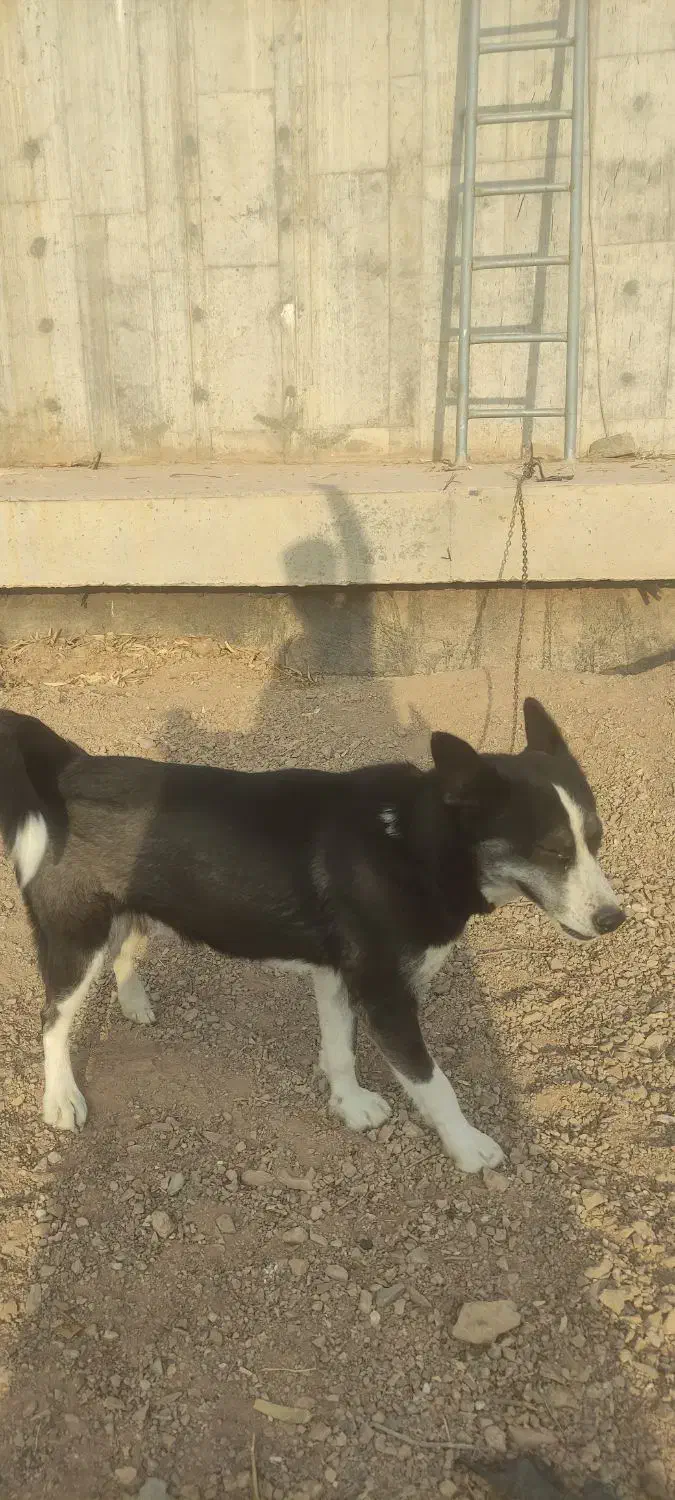 سگ هاسکی|سگ|ساوه, |دیوار