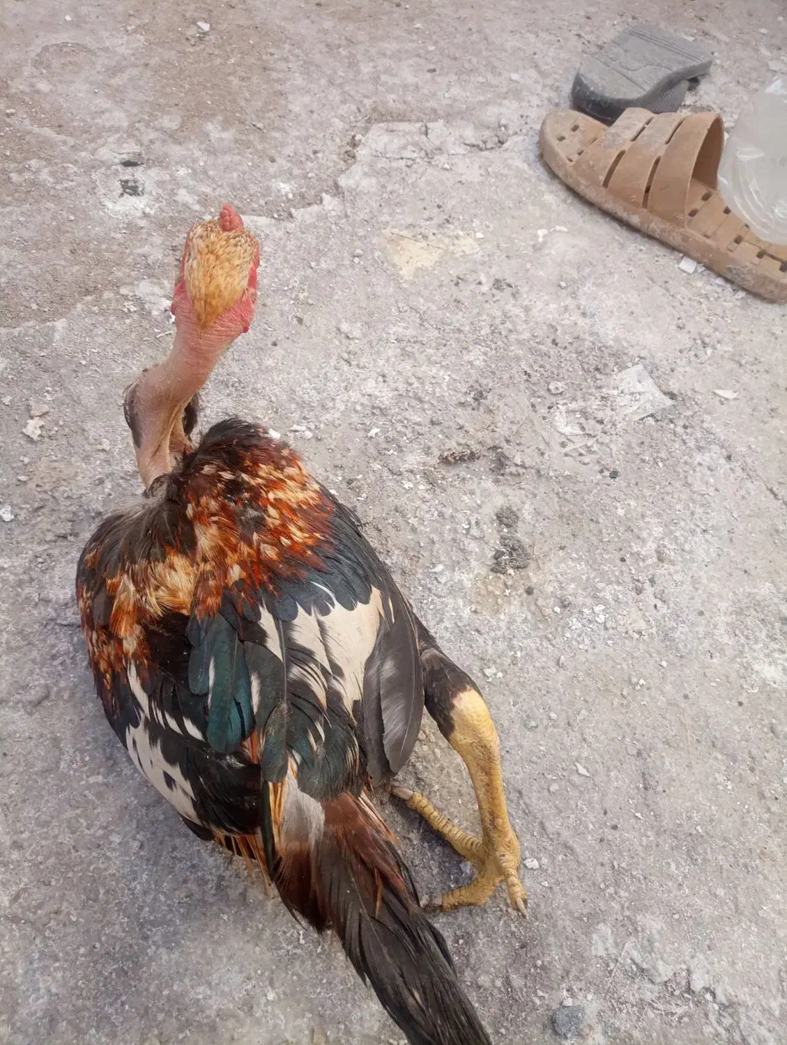 جوجه خونگی لاری|حیوانات مزرعه|زاهدان, |دیوار