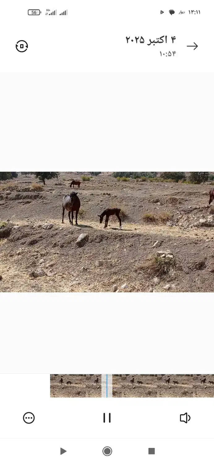 فروش مادیون با کره مادیون|اسب و تجهیزات اسب‌سواری|ایذه, |دیوار
