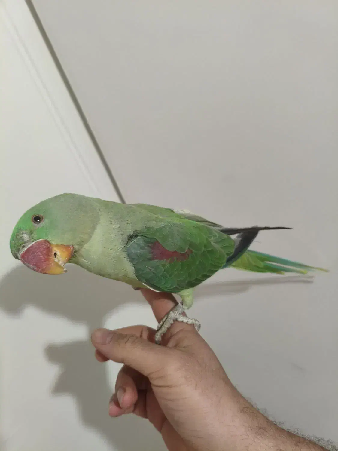 جوجه شاه طوطی 6ماهه|پرنده|تهران, افسریه جنوبی|دیوار