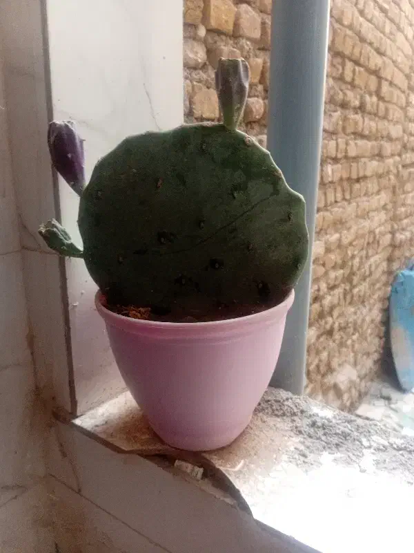 گل کاکتوس.|گل و گیاه طبیعی|مشهد, شهرک بهارستان|دیوار