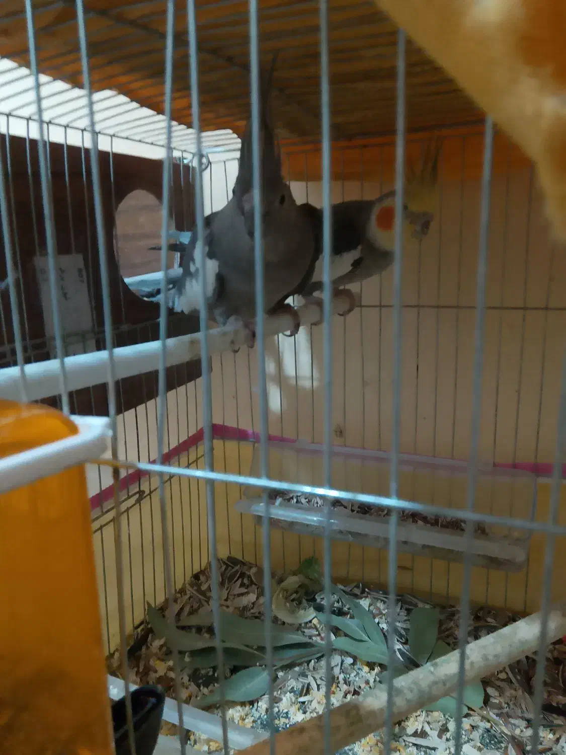 یه جفت عروس هلندی|پرنده|فین, |دیوار