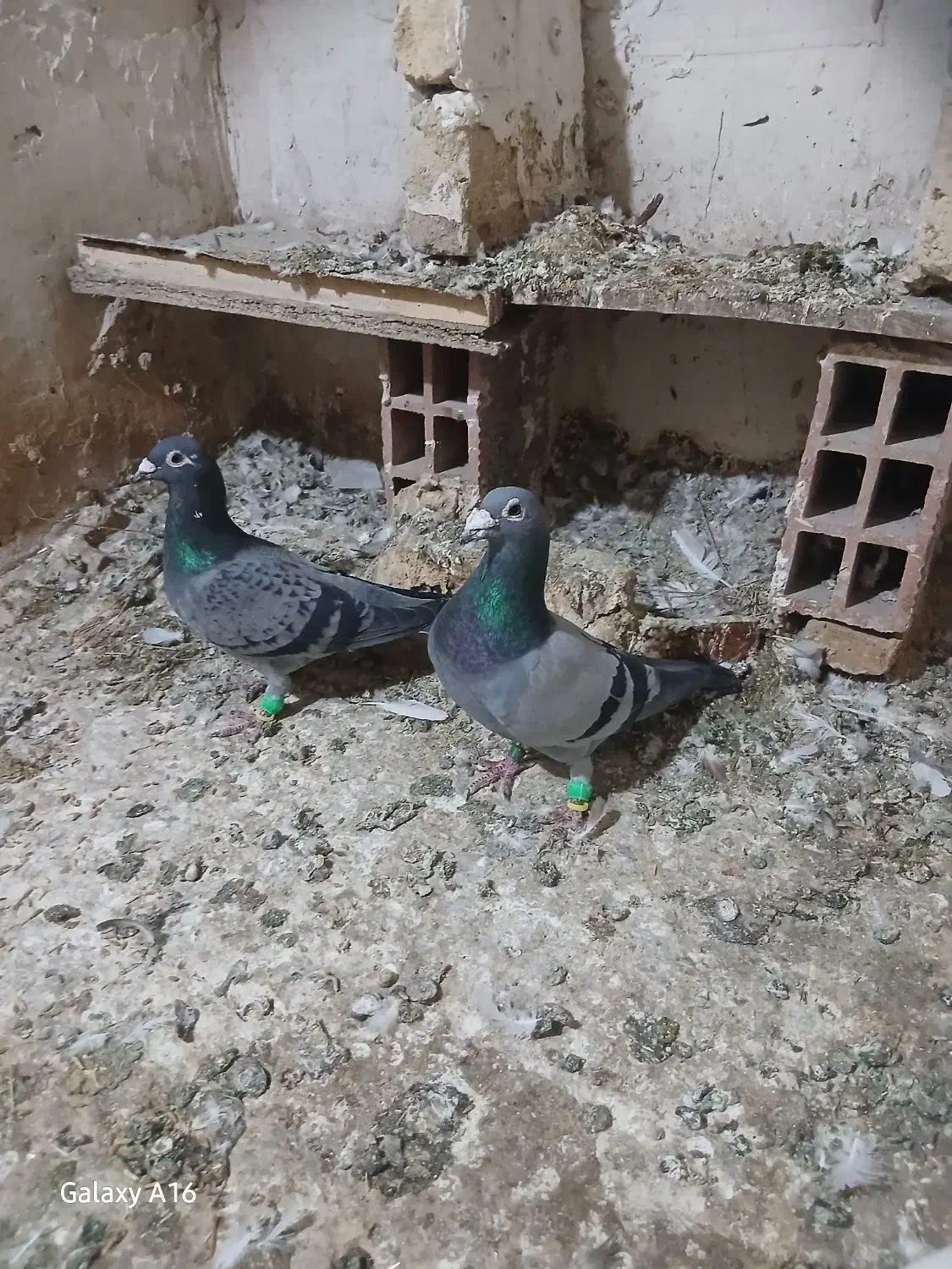 گمشده جفت سبز|حیوانات|بجنورد, |دیوار