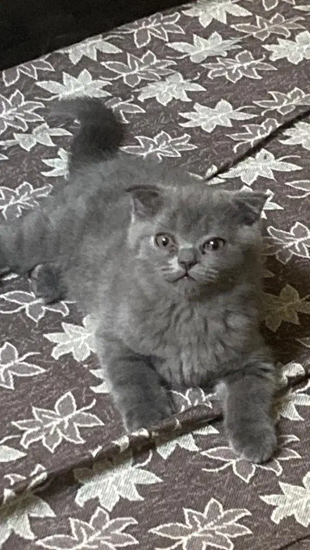 گربه اسکاتیش رنگ بلو|گربه|تهران, توحید|دیوار