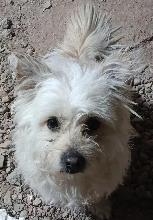 سگ خانگی|سگ|یزد, |دیوار