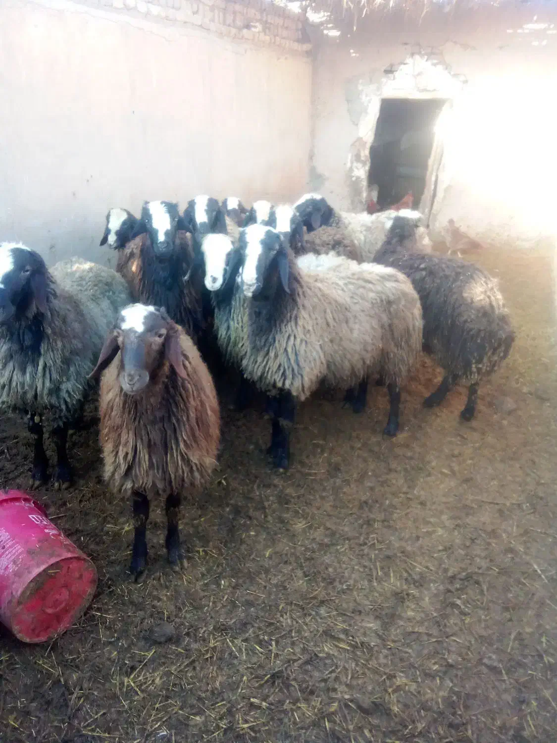 بره چاق|حیوانات مزرعه|اسفرورین, |دیوار